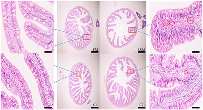 The Antimicrobial Peptide Cecropin AD Supplement Alleviated Soybean Meal-Induced Intestinal Inflammation, Barrier Damage, and Microbial Dysbiosis in Juvenile Turbot, Scophthalmus maximus